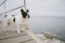 Adorable Bulldog francés de pie en el muelle de madera cerca del mar en día gris - foto de stock