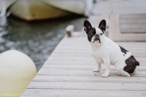 Adorabile Bulldog francese seduto sul molo di legno vicino al mare nella giornata grigia — Foto stock