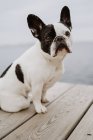 Adorabile Bulldog francese seduto sul molo di legno nella giornata grigia sulla spiaggia — Foto stock