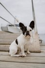 Adorable Bulldog francés sentado en el muelle de madera en día gris y mirando a la cámara - foto de stock