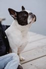 Anonymous little girl with French Bulldog sitting on pier near sea on dull cloudy day — Stock Photo