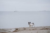 Manchado Bulldog francés corriendo en la orilla arenosa cerca del mar tranquilo en el día aburrido - foto de stock