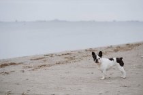 Manchado Bulldog francés de pie en la orilla arenosa cerca del mar tranquilo en el día aburrido - foto de stock