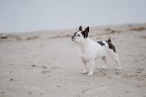 Macchiato Bulldog francese in piedi sulla spiaggia di sabbia il giorno opaco — Foto stock