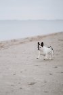 Пятнистый французский бульдог бежит по песчаному берегу около спокойного моря в скучный день — стоковое фото
