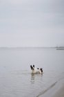 Плямистий французький бульдог стоячи в морській воді в похмурий день — стокове фото