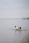 Spotted French Bulldog running in sea water on dull day — Stock Photo