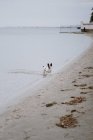 Gefleckte französische Bulldogge steht an trüben Tagen im Meerwasser — Stockfoto