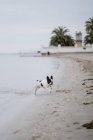 Пятнистый французский бульдог бегает по песчаному пляжу около спокойного моря в скучный день — стоковое фото