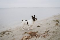 Macchiato Bulldog francese in piedi sulla spiaggia di sabbia con gli occhi chiusi il giorno noioso — Foto stock