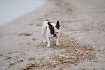 Spotted French Bulldog standing on sandy shore on dull day — Stock Photo