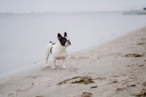 Spotted French Bulldog standing on sandy beach with eyes closed on dull day — Stock Photo