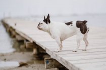 Adorable French Bulldog standing on wooden pier near sea on gray day — Stock Photo