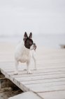 Чарівні французький бульдог стояв на дерев'яному пірсі на сірий день на пляжі — стокове фото