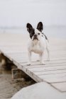 Adorabile Bulldog francese in piedi sul molo di legno nella giornata grigia sulla spiaggia — Foto stock