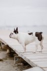 Adorable Bulldog francés de pie en el muelle de madera en día gris en la playa - foto de stock