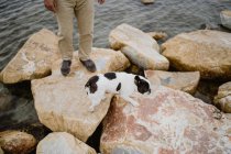 Mignon bouledogue français debout sur des pierres rugueuses près de la mer calme le jour lunaire — Photo de stock