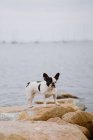 Cute French Bulldog standing on rough stones near calm sea on moody day — Stock Photo