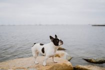 Neugierige französische Bulldogge steht an einem launischen Tag auf rauen Steinen nahe ruhiger See — Stockfoto