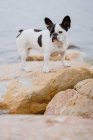 Niedliche Französische Bulldogge steht an einem launischen Tag auf rauen Steinen nahe ruhiger See — Stockfoto