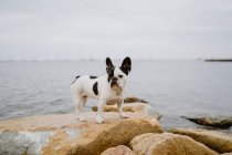 Curioso Bulldog francés de pie sobre piedras ásperas cerca del mar tranquilo en el día de mal humor - foto de stock