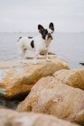 Curioso Bulldog francés de pie sobre piedras ásperas cerca del mar tranquilo en el día de mal humor - foto de stock