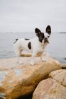 Niedliche Französische Bulldogge steht an einem launischen Tag auf rauen Steinen nahe ruhiger See — Stockfoto