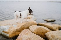 Милий французький бульдог стоїть на грубих каменях біля спокійного моря в похмурий день — стокове фото