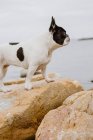 Curieux Bouledogue français debout sur des pierres rugueuses près de la mer calme le jour lunaire — Photo de stock