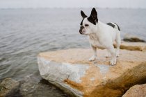 Curious French Bulldog standing on rough stones near calm sea on moody day — Stock Photo