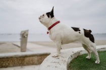 Niedliche französische Bulldogge steht an einem launischen Tag auf einer Steinmauer an der Küste — Stockfoto