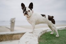 Cute French Bulldog standing on stone wall on coast on moody day — Stock Photo