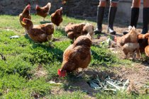 Les enfants en été portent et logent les poules nourrissant par l'herbe dans la ferme dans la journée ensoleillée — Photo de stock