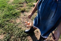 Niña pequeña de la cosecha que lleva una cesta de huevos en la granja - foto de stock