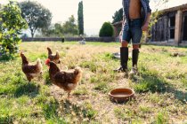 Poules brunes eau potable et pâturage tout en marchant sur l'herbe verte de la cour de ferme par une journée ensoleillée sur le ranch — Photo de stock