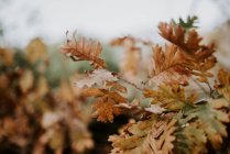 Folhas marrons crescendo em galhos de árvore no dia de outono — Fotografia de Stock