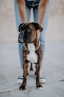 Entzückender Boxerhund mit amüsantem Gesicht, der auf Asphalt steht und nach oben schaut — Stockfoto