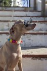 Funny little dog in sunglasses and colorful collar sitting on shabby stairs in sunlight — Stock Photo