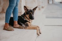 Netter Schäferhund steht auf Kopfsteinpflaster, in der Nähe steht ein Erntebesitzer — Stockfoto