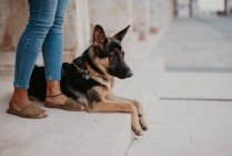 Netter Schäferhund steht auf Kopfsteinpflaster, in der Nähe steht ein Erntebesitzer — Stockfoto