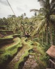 Людина на гойдалках над тропічними плантаціями — стокове фото