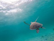 Malerischer Blick auf Meeresschildkröte, die unter Wasser zum Sonnenlicht schwimmt — Stockfoto