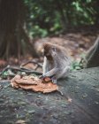 Kleine Makaken sitzen am Steinzaun und spielen mit getrockneten Blättern im tropischen Wald von Bali — Stockfoto