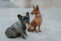Bulldog francés y sabueso marrón sentados en la calle pavimento juntos - foto de stock