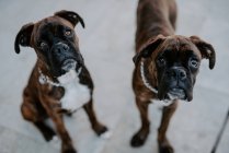 Von oben bezaubernde Boxerhunde mit amüsanten Gesichtern, die auf dem Bürgersteig sitzen und auf das Team warten, das in die Kamera schaut — Stockfoto