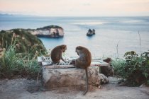 Macacos tropicais explorando cerca em penhasco costeiro contra vista para o mar ao pôr do sol, Bali — Fotografia de Stock