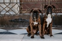 Сверху очаровательные боксерские собаки с забавными лицами, сидящие на тротуаре и ждущие команды — стоковое фото