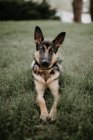 Adult cute german shepherd sitting on grass of park looking at camera — Stock Photo