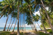 Alte palme che crescono sulla riva del mare lungo l'acqua turchese su sfondo cielo blu — Foto stock