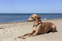 Итальянская борзая собака лежит на солнечном пляже — стоковое фото